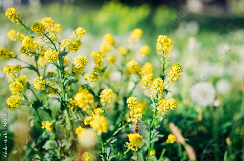 Wild yellow fluffy Barbarea flower in a field