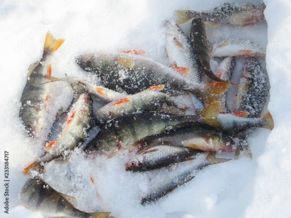 fish on ice winter fishing