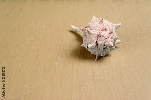 Seashell on a Light Colored Wooden Background