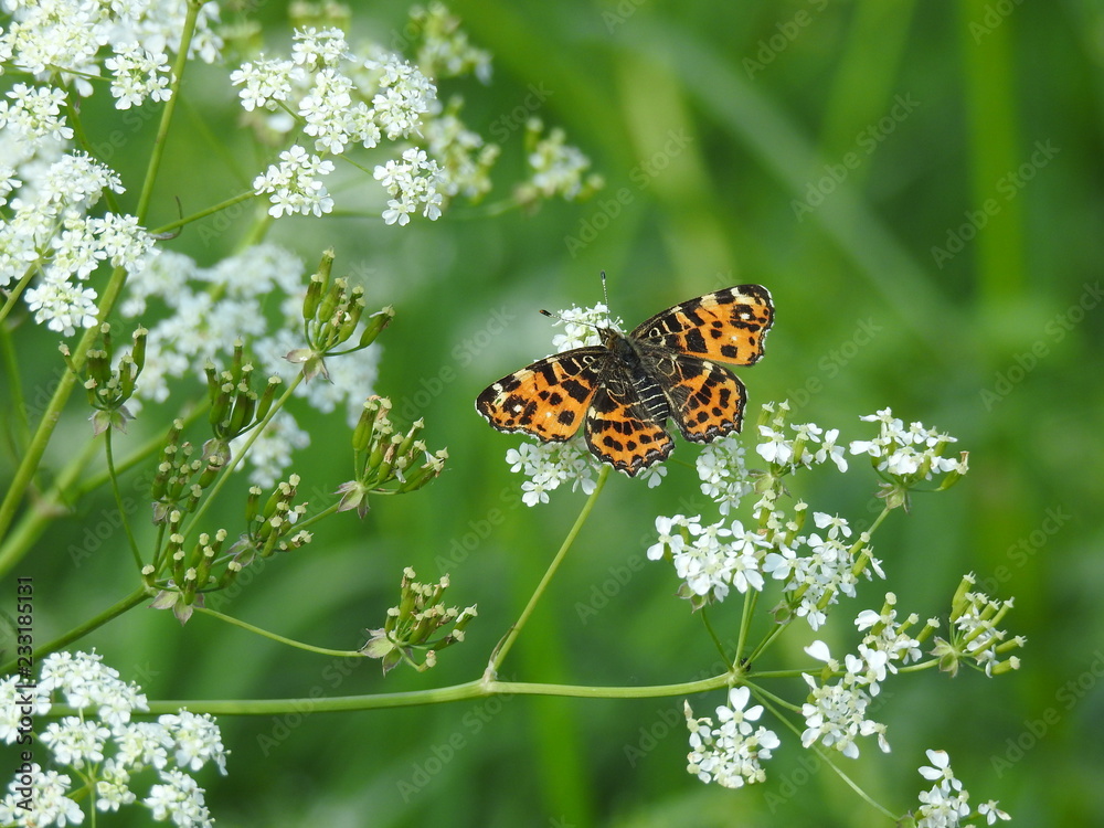 Obraz premium Rusałka kratkowiec- Araschnia levana-forma wiosenna