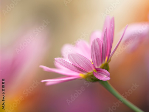 pink anemone in a blurry background