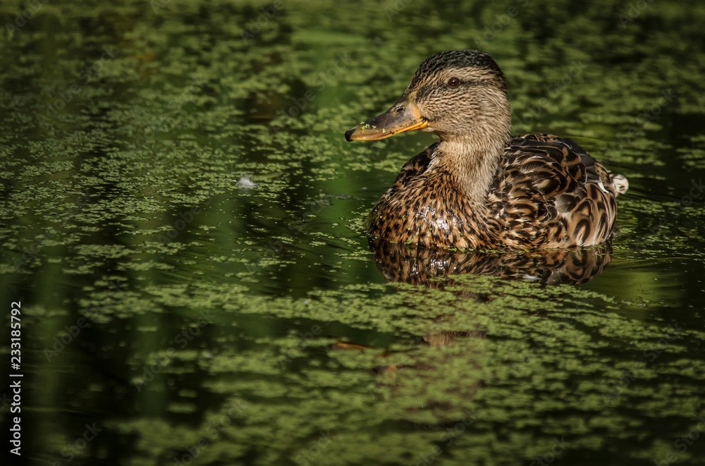 Fototapeta premium duck