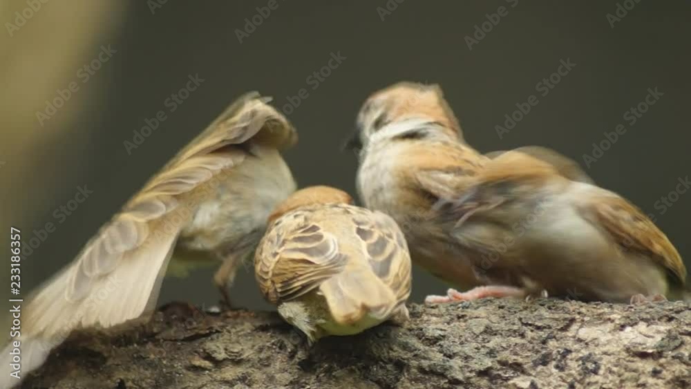 Philippine Maya Bird or Eurasian Tree Sparrow or Passer montanus perching on a tree branch feeding on rice grains Philippine Maya Bird or Eurasian Tree Sparrow or Passer montanus perching on a tree branch feeding on rice grains