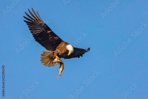 Eagle checking his fish in flight
