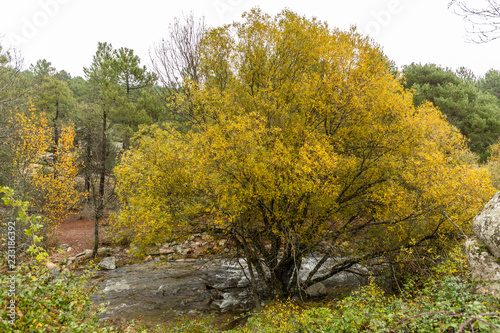 Autumn colors in the leaves of the trees in La Pedriza, in the Regional Park of the Manzanares of Madrid