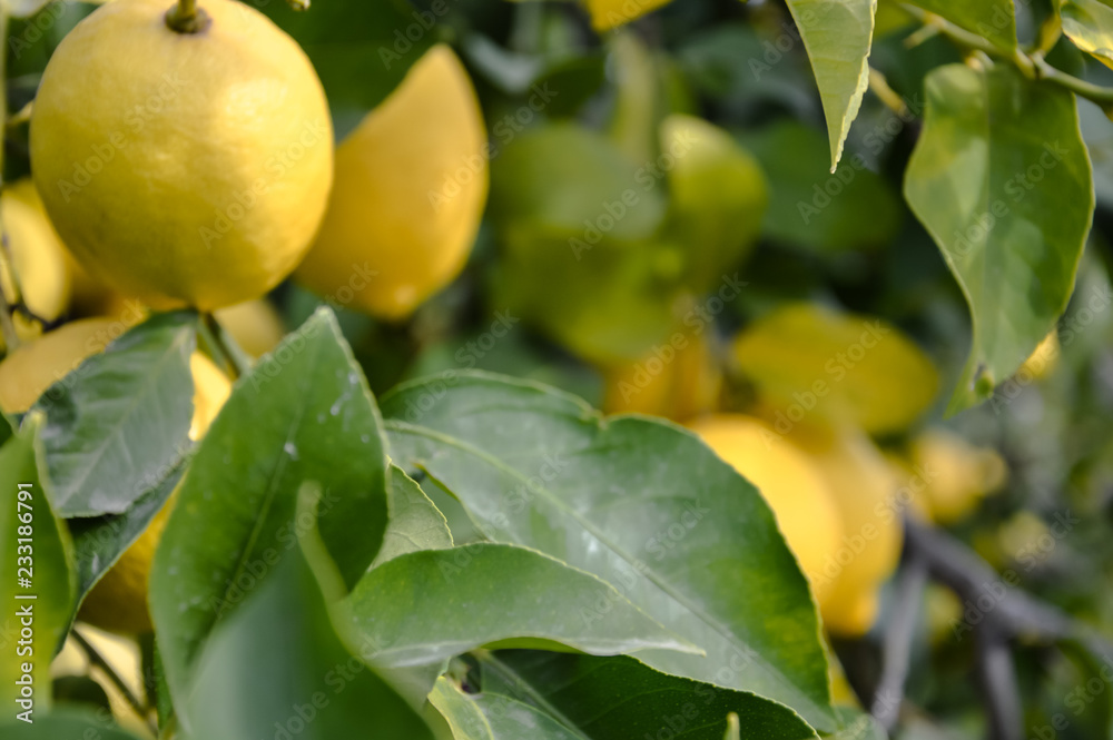 Wild lemon tree close up Wild lemon tree close up