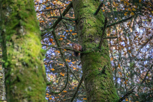 l'écureuil sur son arbre