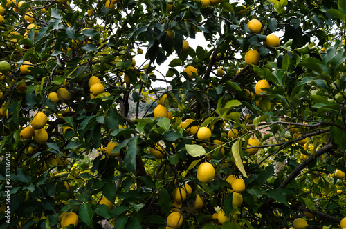 Wild lemons on tree