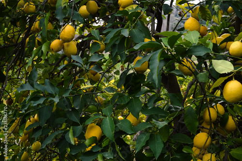 Natural lemons