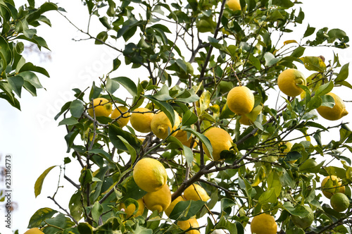 Branch of lemons from below