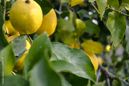 Lemons close up