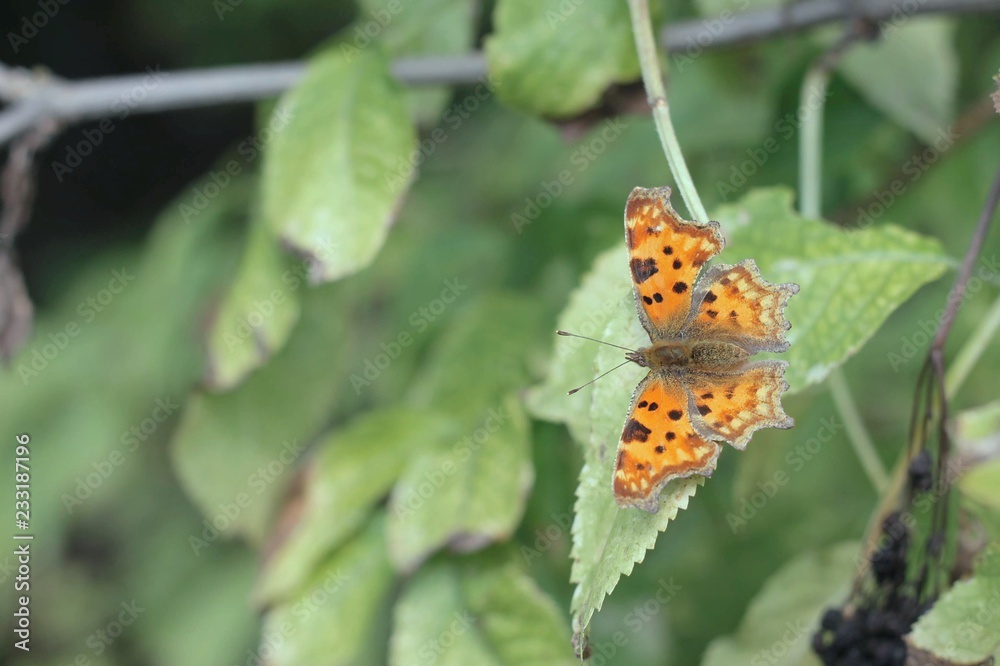 Obraz premium Batterfly