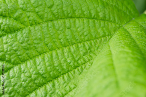 Green leave close-up