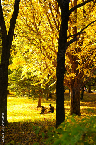 紅葉,日本,japan