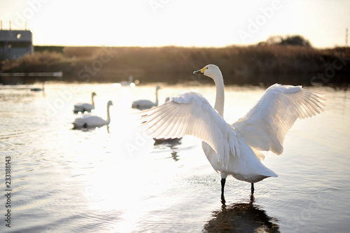白鳥,swan,朝日