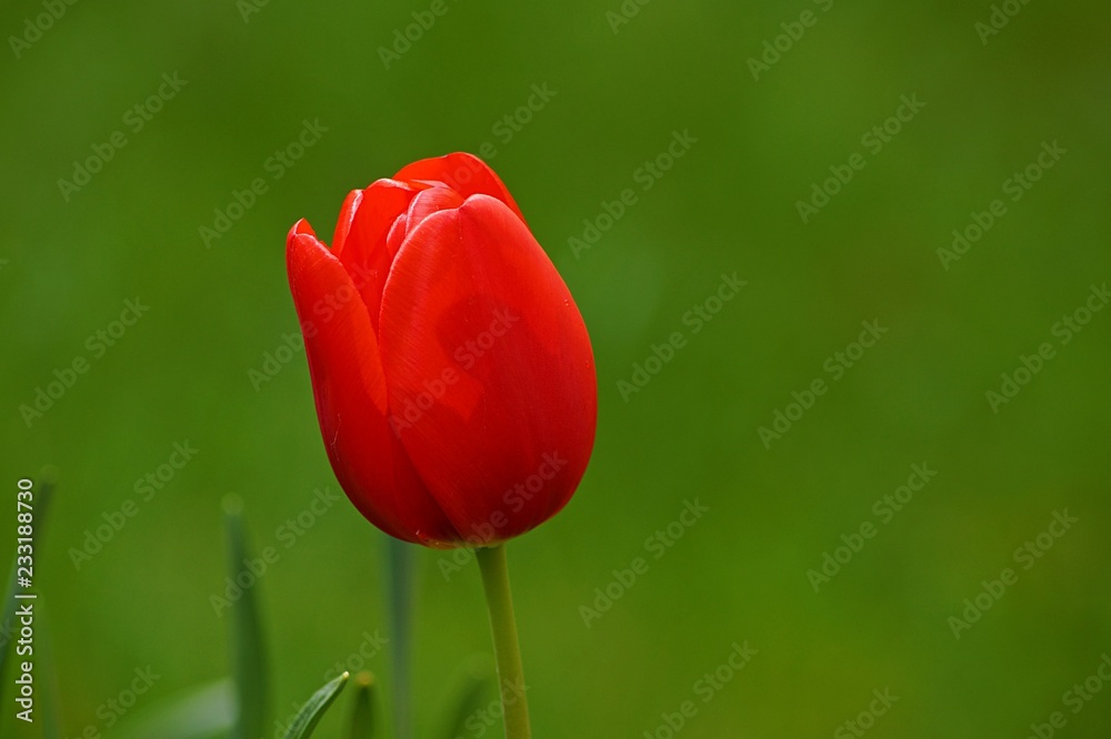 Obraz premium red tulip on green background