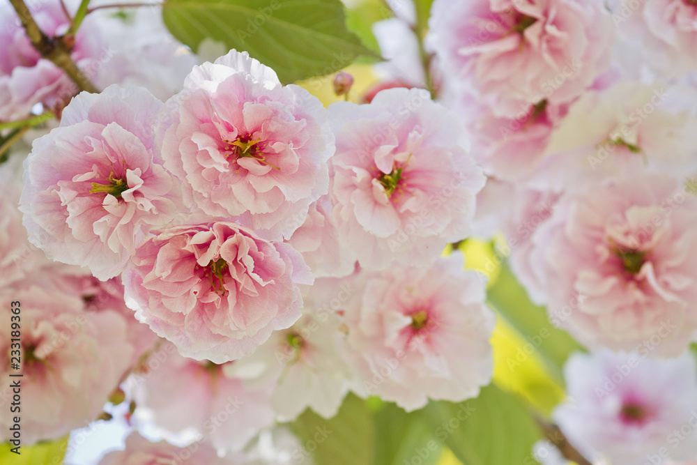 White and pink flowers of Japanese cherries.  Flowering  sakura