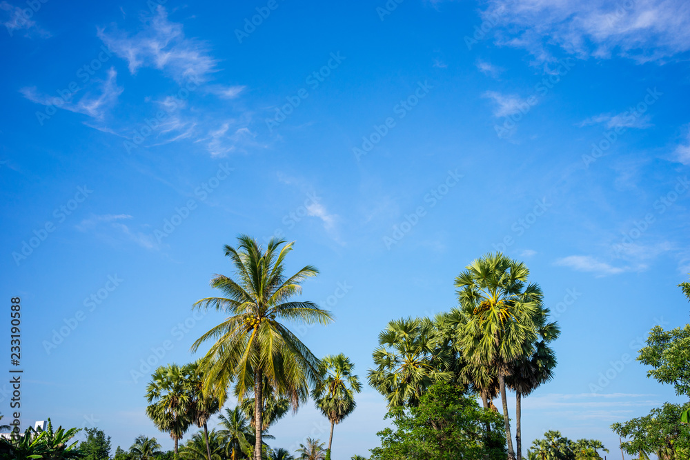 Coconut and palm trees with clear blue sky.