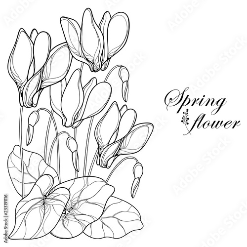 Vector corner bouquet with outline Cyclamen or Alpine violet bunch, bud and leaf in black isolated on white background. Perennial Alpine mountain flower in contour for spring design or coloring book.