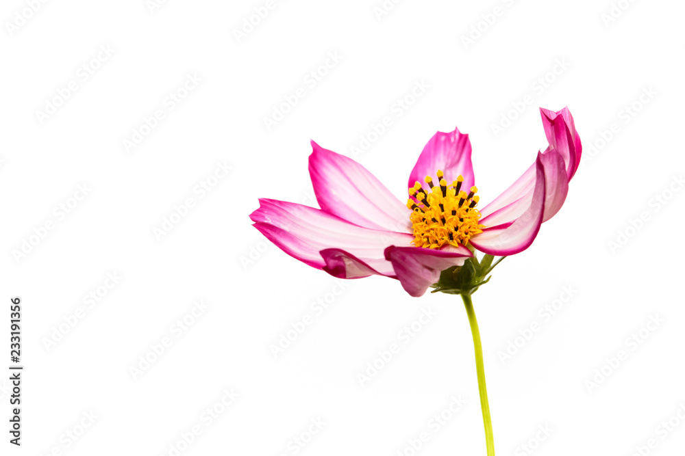 Obraz premium Single purple and pink wild flower “Wild Cosmos Flower” (Cosmos bipinnatus) blooming during Spring and Summer closeup macro details photo isolated in white empty space background.