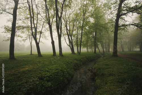 Foggy green forest