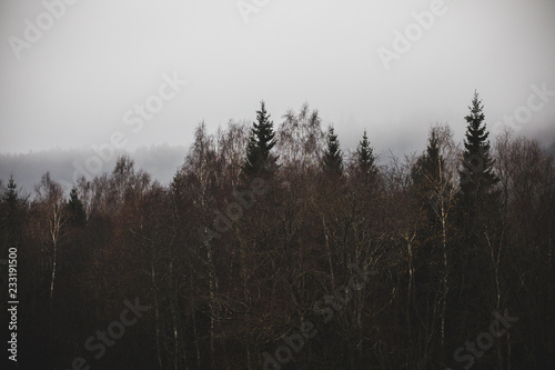 fog in the forest © Andris