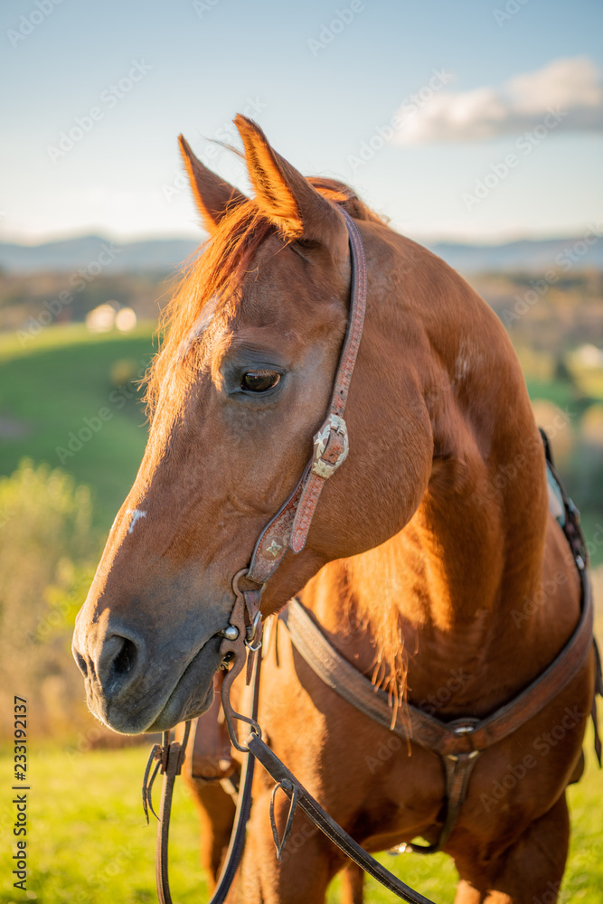 Obraz premium Brown horse back lit by the sun