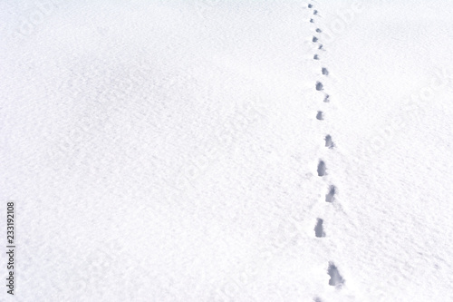 Fox foot animal tracks in the snow
