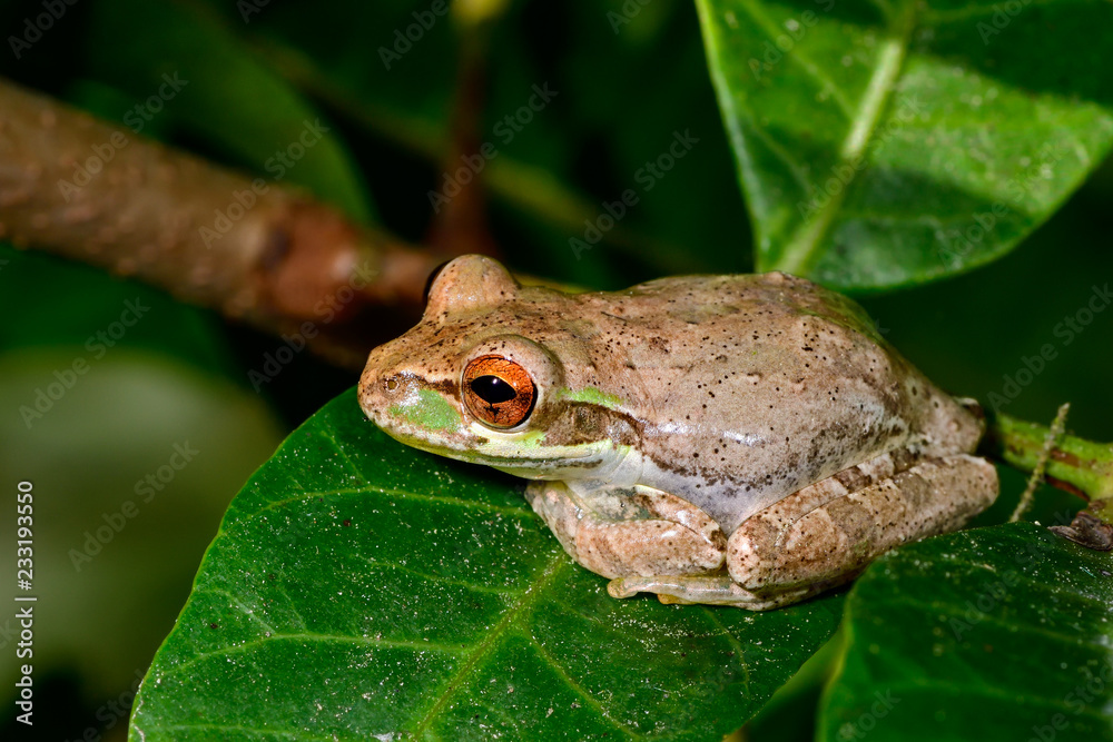 Obraz premium Cuban treefrog