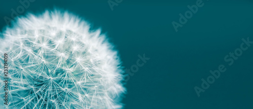 Dandelion head macro closeup photo isolated on a green cyan background in wide panorama format and large empty space. Photo color toned with green and blue filter. #233194109