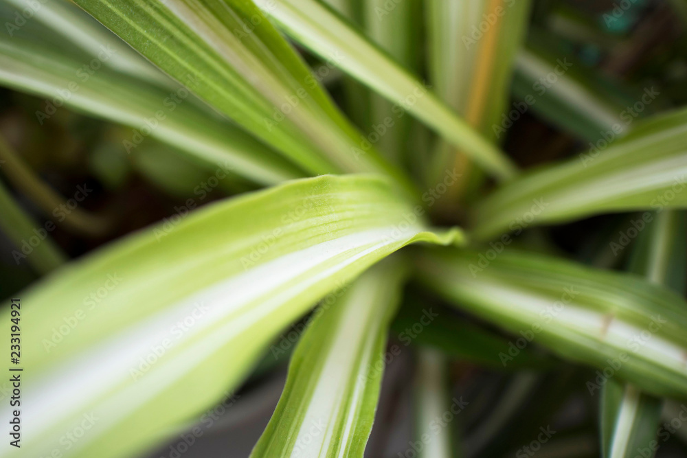 tropical plant top view tropical plant top view