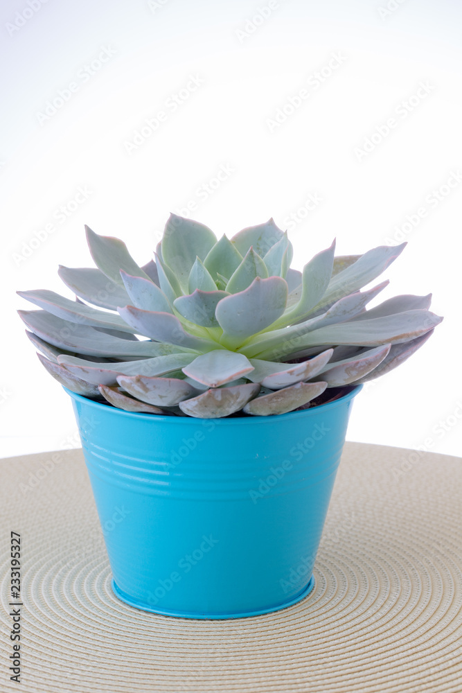 Portrait Succulent
