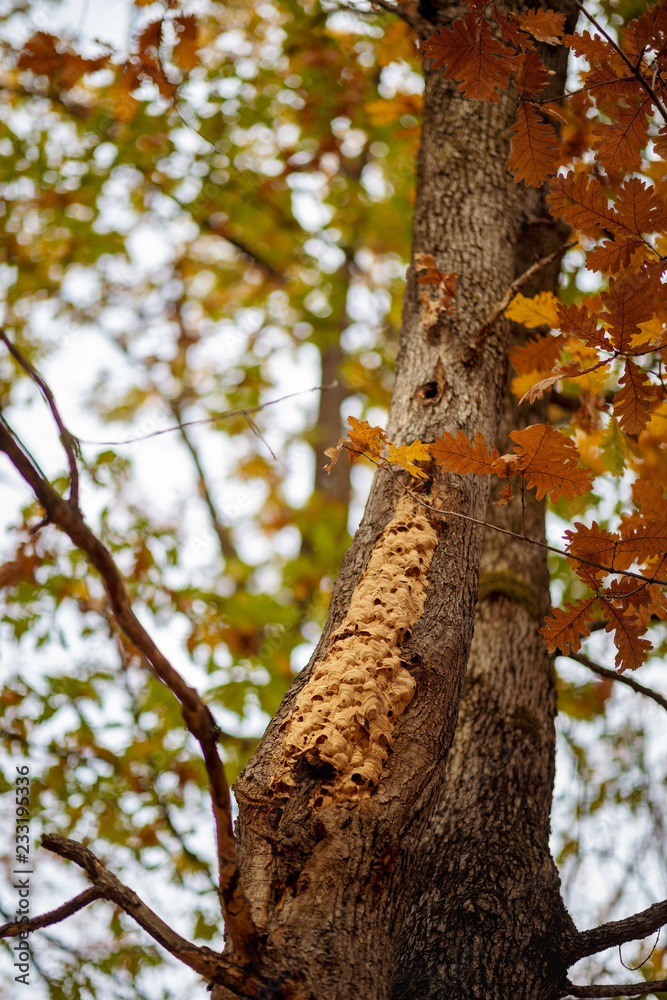Obraz premium nest of wasps on a tree in the woods