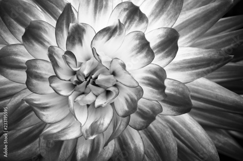 Szczegóły dotyczące fotografii makro świeżych kwiatów dalii. Czarno-białe zdjęcie podkreślające fakturę, kontrast i skomplikowane geometryczne wzory kwiatowe.