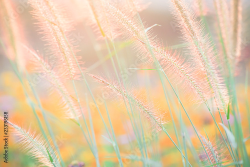 Feather Pennisetum  Mission Grass with the backlight of soft sunlight in the sunset times. Abstract background concept.
