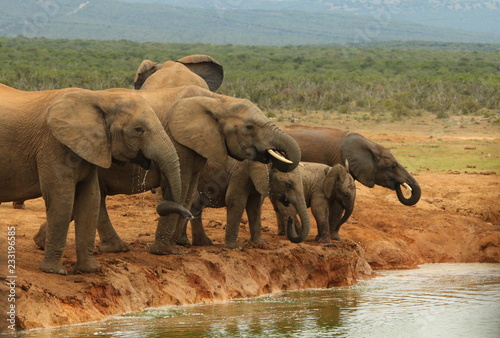 Photography A family group of African elephants standing at a water hole.
