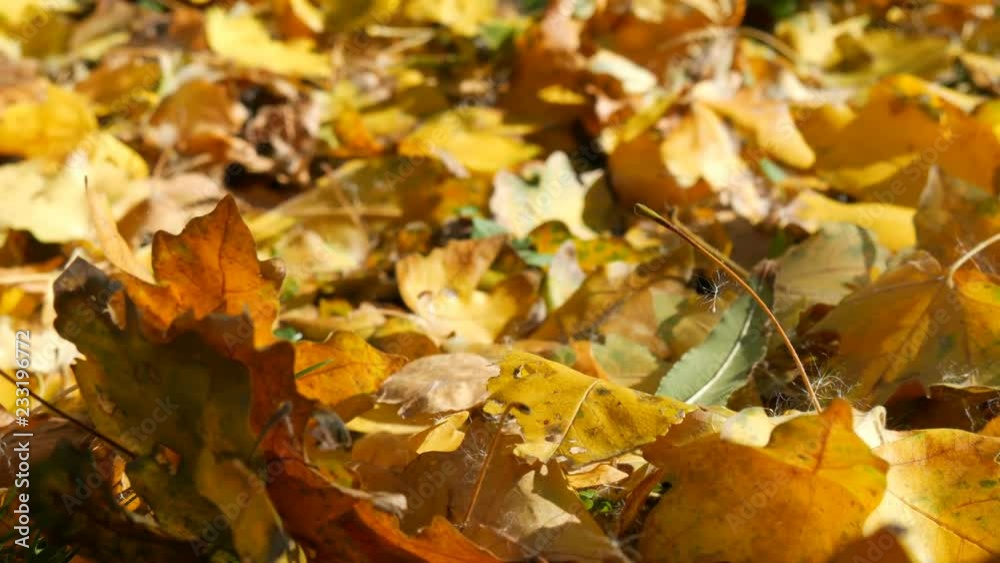 Fallen yellow autumn leaves close up view Fallen yellow autumn leaves close up view