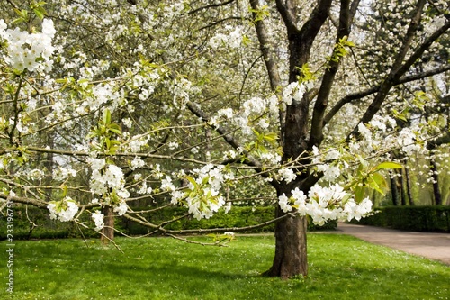 cerisiers en fleurs au printemps (Près de Paris, France).