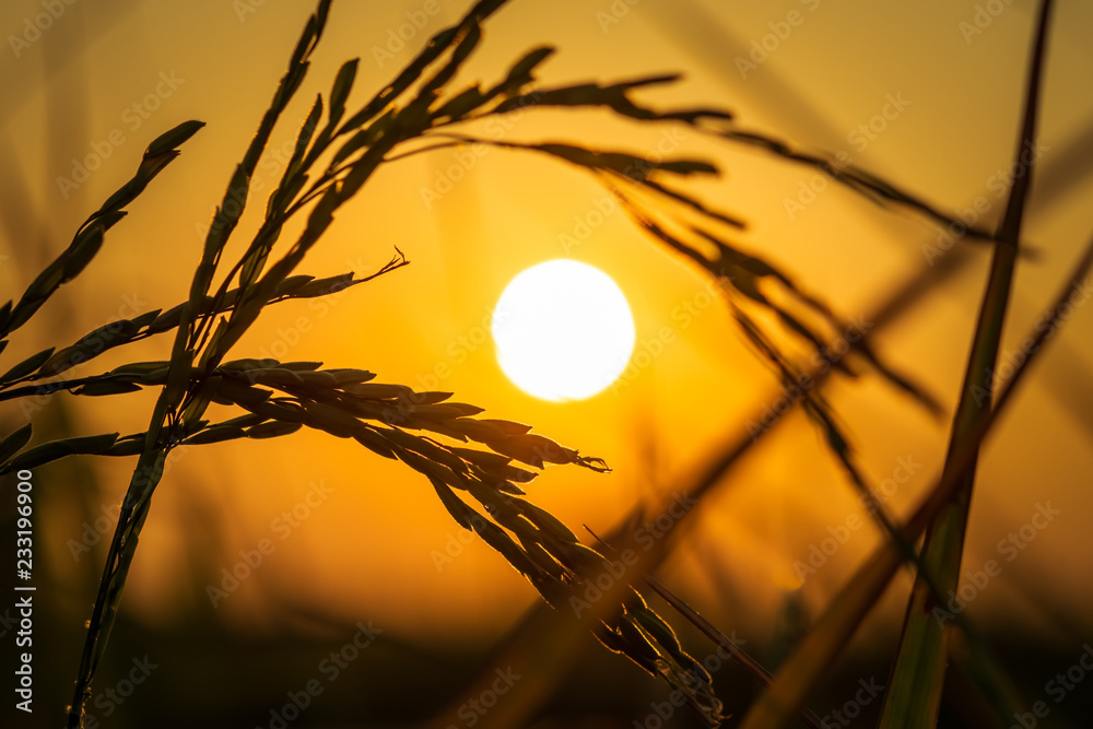 Rice Spike in Sunset - obrazy, fototapety, plakaty 