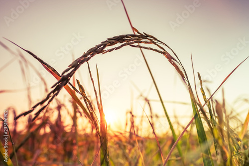 Rice Spike in Sunset © patpitchaya