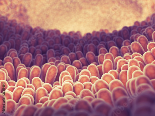 Billede på lærred Intestine lining and villi , Food digestion and absorption, Gut health
