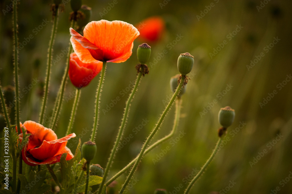 Obraz premium poppy field of red poppies
