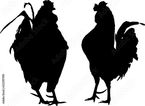 two roosters black silhouettes on white