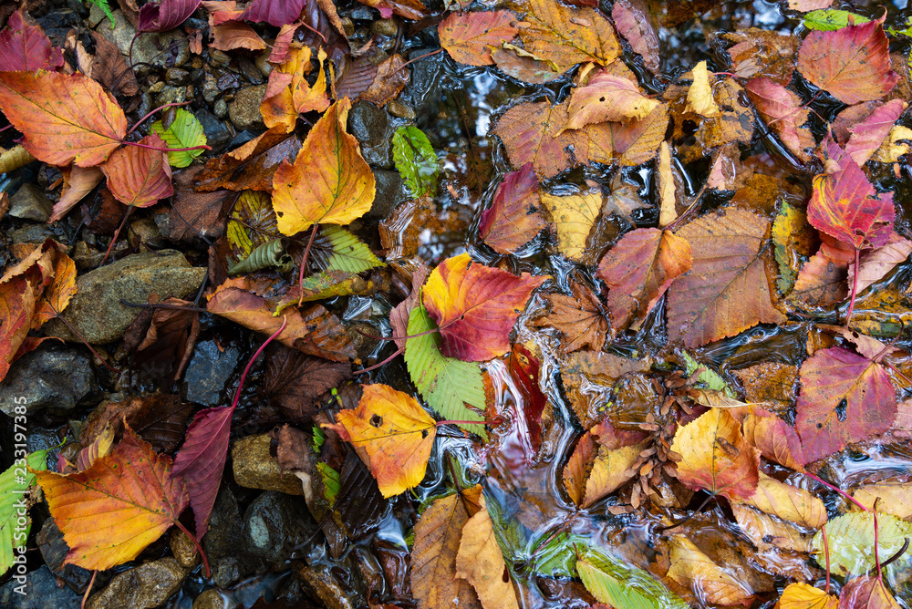 Multicolored fallen leaves on the shallows of a river.