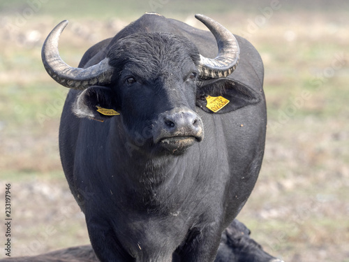 Domestic buffalo in the Hortob  gy National Park  Hungary