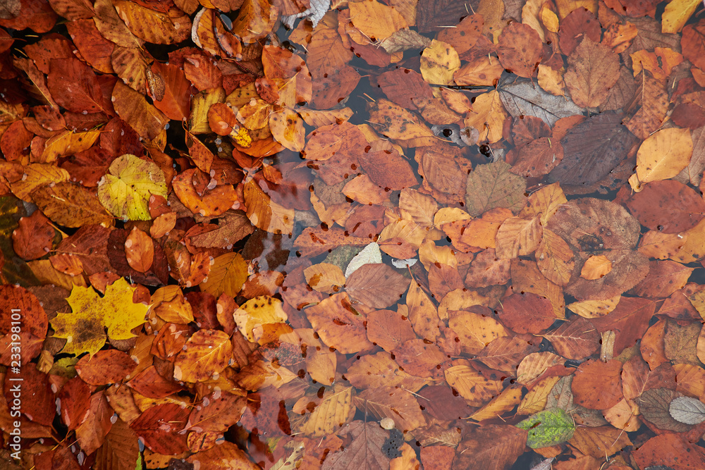 Fall Leafes gliding in clear water Fall Leafes gliding in clear water
