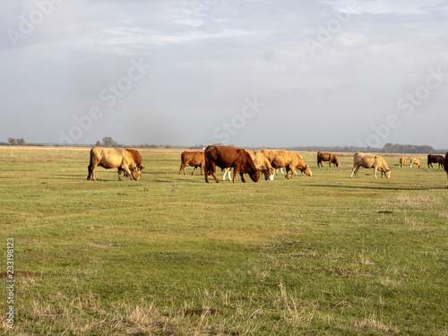 Fototapeta Naklejka Na Ścianę i Meble -  Cows on grazing,  Hortobágy, Hungary