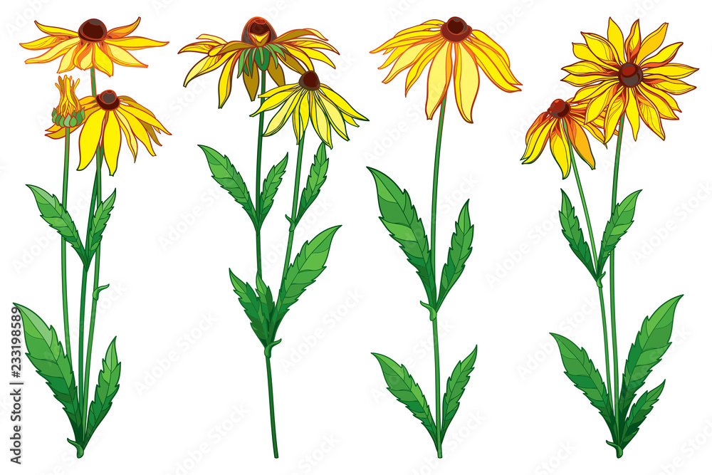 Vector set with outline Rudbeckia hirta or black-eyed Susan flower bunch, ornate green leaf and bud in yellow isolated on white background. Contour Rudbeckia flowers for summer design.