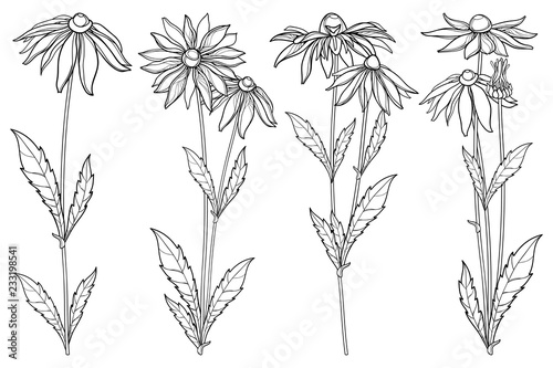 Vector set with outline Rudbeckia hirta or black-eyed Susan flower bunch, ornate leaf and bud in black isolated on white background. Contour Rudbeckia flowers for summer design or coloring book. photo