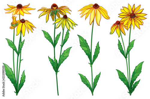 Vector set with outline Rudbeckia hirta or black-eyed Susan flower bunch, ornate green leaf and bud in yellow isolated on white background. Contour Rudbeckia flowers for summer design. photo